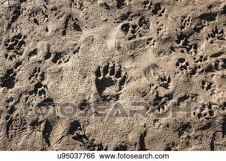 Animal footprints in sand, Vancouver, British Columbia, Canada View Large Photo Image Stock Photograph - Animal footprints in sand, Vancouver, British Columbia, Canada. Fotosearch