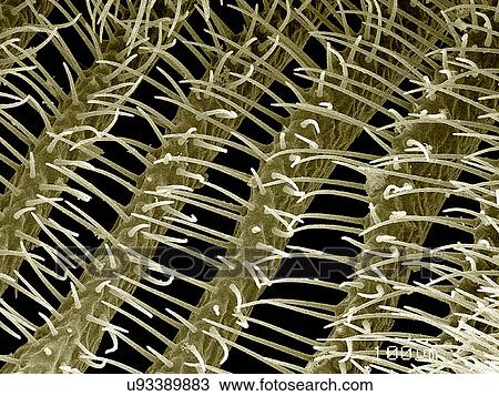 Antenna of male sawfly, Diprion sp., Diprionidae SEM View Large Photo Image Stock Image - Antenna of male sawfly, Diprion sp., Diprionidae SEM. Fotosearch