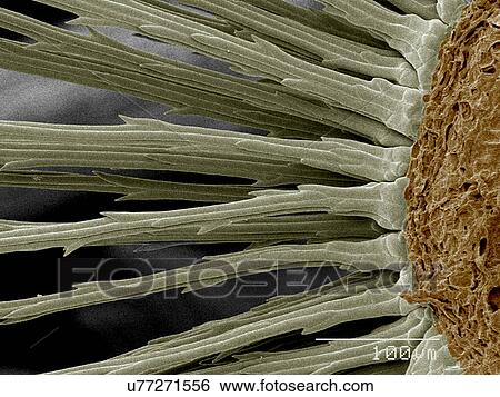 Base of Dandelion seeds SEM View Large Photo Image Stock Photograph - Base of Dandelion seeds SEM. Fotosearch
