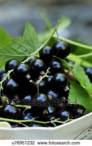 Stock Image - Blackcurrants in wooden box, close-up. Fotosearch