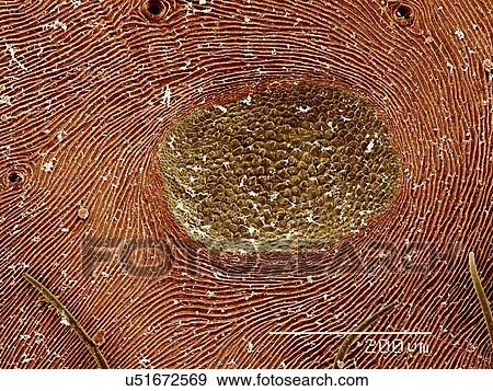 Book lungs of Orb Weaver spider, Araneus sp SEM View Large Photo Image Stock Photo - Book lungs of Orb Weaver spider, Araneus sp SEM. Fotosearch