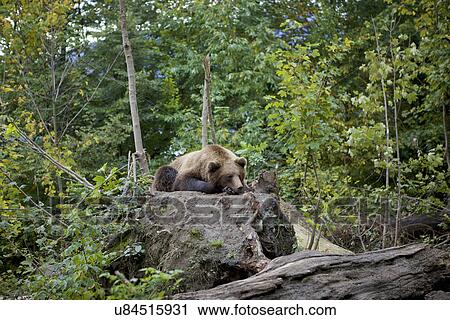 Brown bear lying on top of fallen tree root in forest, Innsbruck Tyrol, Austria View Large Photo Image Stock Image - Brown bear lying on top of fallen tree root in forest, Innsbruck Tyrol, Austria. Fotosearch