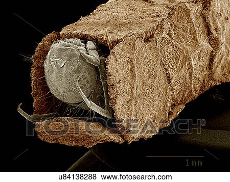 Stock Photo - Caddisfly larva in case constructed from leaf bits SEM. Fotosearch