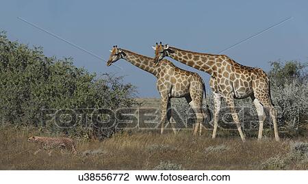Stock Image - Cheetah and giraffes on plains, Etosha National Park, Namibia. Fotosearch