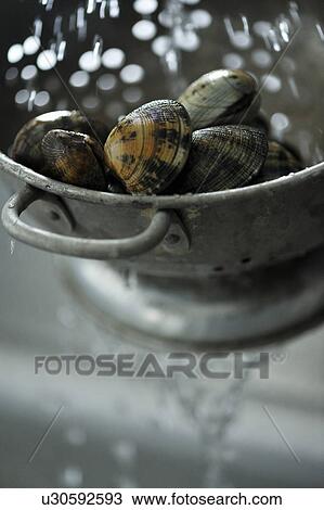 Clams in metal colander, close-up View Large Photo Image Stock Image - Clams in metal colander, close-up. Fotosearch