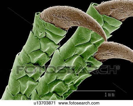 Stock Image - Claws of lizard, Eumeces sp SEM. Fotosearch