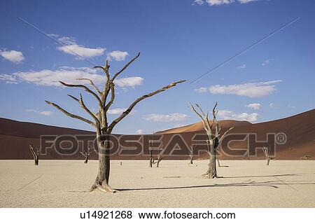 Stock Photo - Clay pan with dead trees and sand dunes, Deaddvlei, Sossusvlei National Park, Namibia. Fotosearch
