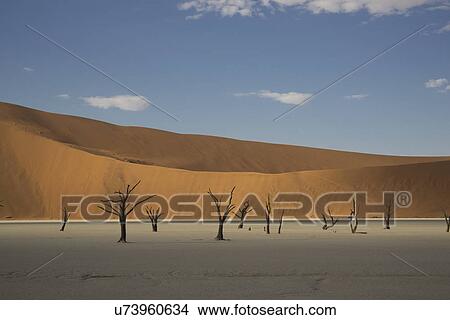 Clay pan with distant dead trees and sand dunes, Deaddvlei, Sossusvlei National Park, Namibia View Large Photo Image Picture - Clay pan with distant dead trees and sand dunes, Deaddvlei, Sossusvlei National Park, Namibia. Fotosearch