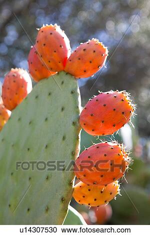 Close of prickly pear, Mallorca, Spain View Large Photo Image Stock Image - Close of prickly pear, Mallorca, Spain. Fotosearch