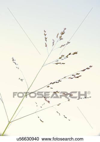 Close up detail of delicate long grass View Large Photo Image Stock Image - Close up detail of delicate long grass. Fotosearch