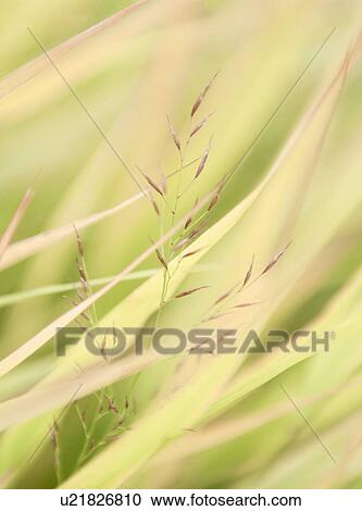 Close up detail of delicate long grasses View Large Photo Image Stock Image - Close up detail of delicate long grasses. Fotosearch