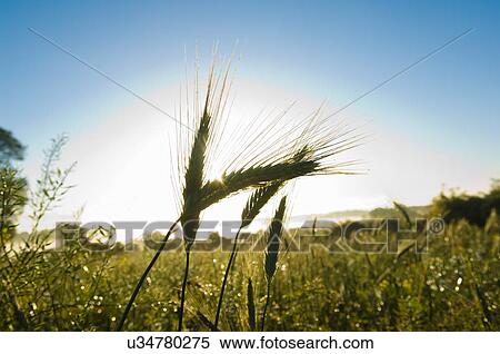 Close up of ears of wheat in field View Large Photo Image Stock Photography - Close up of ears of wheat in field. Fotosearch