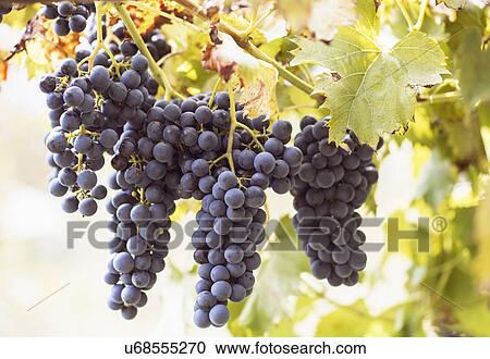 Stock Image - Close up of grape bunches on vine, Premosello, Verbania, Piemonte, Italy. Fotosearch
