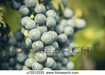 Close up of grapes on vine, Premosello, Verbania, Piemonte, Italy View Large Photo Image Stock Image - Close up of grapes on vine, Premosello, Verbania, Piemonte, Italy. Fotosearch