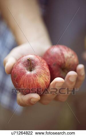 Close up of hand of young male farmer holding two apples, Premosello, Verbania, Piemonte, Italy View Large Photo Image Stock Image - Close up of hand of young male farmer holding two apples, Premosello, Verbania, Piemonte, Italy. Fotosearch