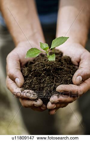 Stock Photo - Close up of hand of young male farmer holding soil and seedling, Premosello, Verbania, Piemonte, Italy. Fotosearch