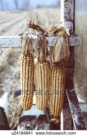 Stock Image - Close up of harvested corn cobs tied onto machine in field, Premosello, Verbania, Piemonte, Italy. Fotosearch
