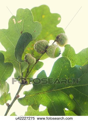 Close up of oak leaves and acorns View Large Photo Image Stock Photography - Close up of oak leaves and acorns. Fotosearch