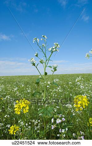 Picture - Close up of wildflowers in summer field. Fotosearch