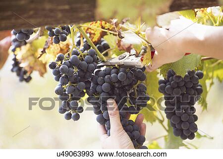Stock Image - Close up of young womans hands cutting grapes from vine, Premosello, Verbania, Piemonte, Italy. Fotosearch