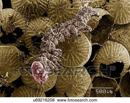 Cluster of eggs and newly hatched caterpillar, Lepidoptera SEM View Large Photo Image Stock Photo - Cluster of eggs and newly hatched caterpillar, Lepidoptera SEM. Fotosearch