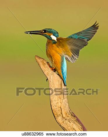 Stock Photography - Common Kingfisher (Alcedo atthis), close-up. Fotosearch