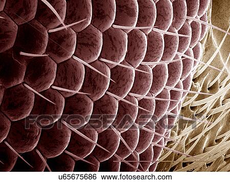 Stock Photograph - Compound eye of Anobiidae beetle SEM. Fotosearch