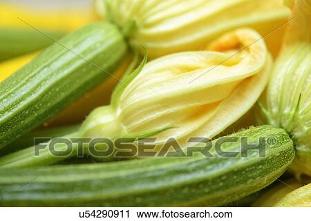 Courgettes with flowers, close-up View Large Photo Image Stock Image - Courgettes with flowers, close-up. Fotosearch