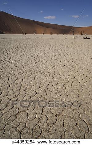 Picture - Cracked clay pan and distant dead trees, Deaddvlei, Sossusvlei National Park, Namibia. Fotosearch