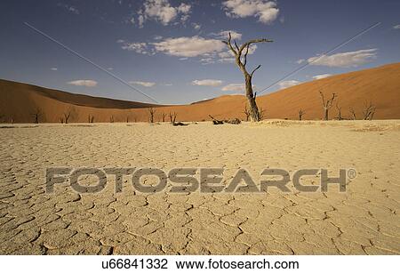 Cracked clay pan and group of distant dead trees, Deaddvlei, Sossusvlei National Park, Namibia View Large Photo Image Stock Image - Cracked clay pan and group of distant dead trees, Deaddvlei, Sossusvlei National Park, Namibia. Fotosearch