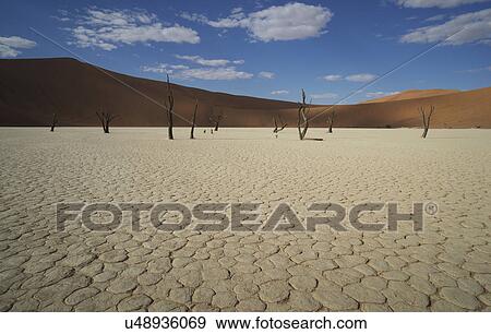Stock Photo - Cracked clay pan with distant dead trees and sand dunes, Deaddvlei, Sossusvlei National Park, Namibia. Fotosearch