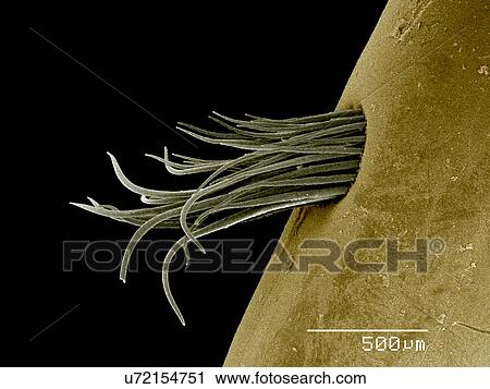 Crayfish claw, Decaopda SEM View Large Photo Image Stock Image - Crayfish claw, Decaopda SEM. Fotosearch