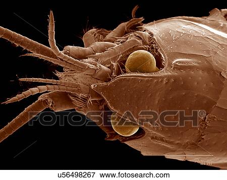 Stock Photo - Crayfish head, Decaopda SEM. Fotosearch