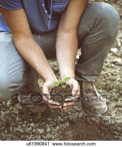 Stock Image - Cropped shot of young male farmer holding soil and seedling, Premosello, Verbania, Piemonte, Italy. Fotosearch