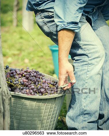 Stock Image - Cropped shot of young male farmer pulling baskets of grapes, Premosello, Verbania, Piemonte, Italy. Fotosearch