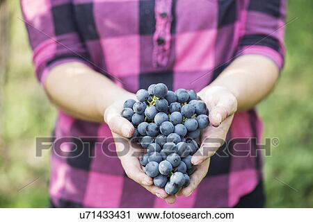 Cropped shot of young woman holding bunch of grapes, Premosello, Verbania, Piemonte, Italy View Large Photo Image Stock Image - Cropped shot of young woman holding bunch of grapes, Premosello, Verbania, Piemonte, Italy. Fotosearch