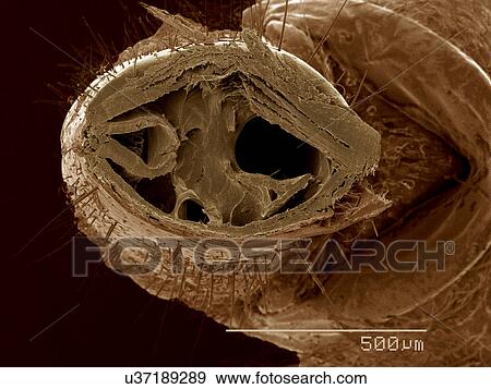 Cross section of mouth parts of Wheel bug, Arilius sp SEM View Large Photo Image Stock Photo - Cross section of mouth parts of Wheel bug, Arilius sp SEM. Fotosearch