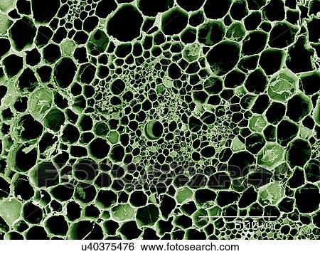 Stock Photograph - Cross section of stem of Peruvian Lily SEM. Fotosearch