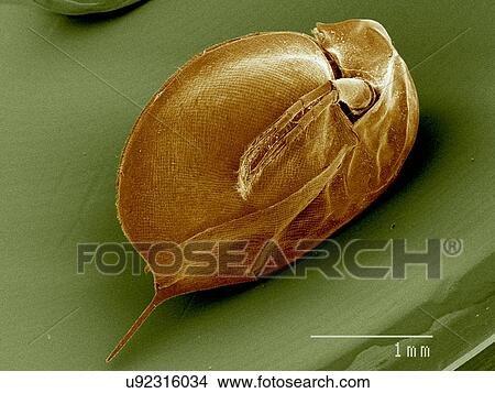 Daphnia sp., Crustacea SEM View Large Photo Image Picture - Daphnia sp., Crustacea SEM. Fotosearch