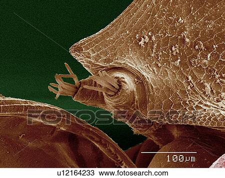 Daphnia sp., Crustacea SEM View Large Photo Image Stock Image - Daphnia sp., Crustacea SEM. Fotosearch