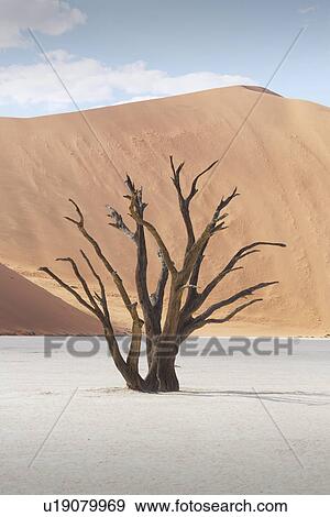 Stock Photo - Dead tree, clay pan and sand dune, Deaddvlei, Sossusvlei National Park, Namibia. Fotosearch
