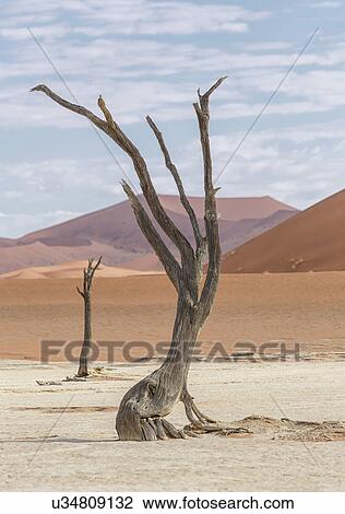 Dead tree, clay pan and sand dunes, Deaddvlei, Sossusvlei National Park, Namibia View Large Photo Image Stock Image - Dead tree, clay pan and sand dunes, Deaddvlei, Sossusvlei National Park, Namibia. Fotosearch