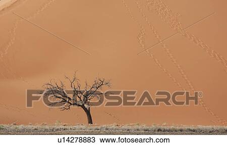 Dead tree in front of giant sand dune, Sossusvlei National Park, Namibia View Large Photo Image Stock Image - Dead tree in front of giant sand dune, Sossusvlei National Park, Namibia. Fotosearch