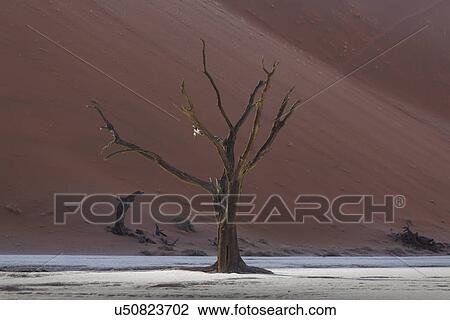 Stock Image - Dead tree in front of sand dune, Deaddvlei, Sossusvlei National Park, Namibia. Fotosearch