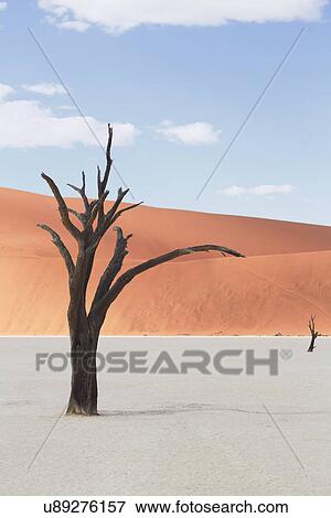 Stock Photo - Dead tree on clay pan, Deaddvlei, Sossusvlei National Park, Namibia. Fotosearch