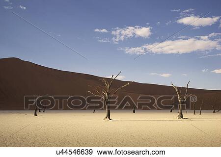 Dead trees on clay pan, Deaddvlei, Sossusvlei National Park, Namibia View Large Photo Image Stock Photo - Dead trees on clay pan, Deaddvlei, Sossusvlei National Park, Namibia. Fotosearch