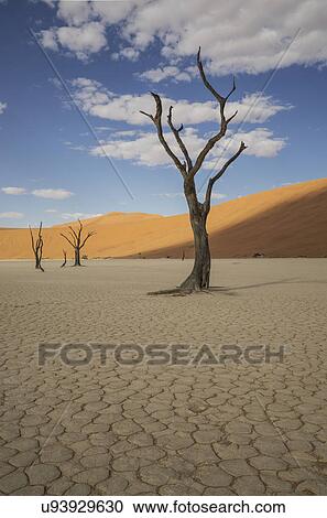 Stock Image - Dead trees on cracked clay pan, Deaddvlei, Sossusvlei National Park, Namibia. Fotosearch