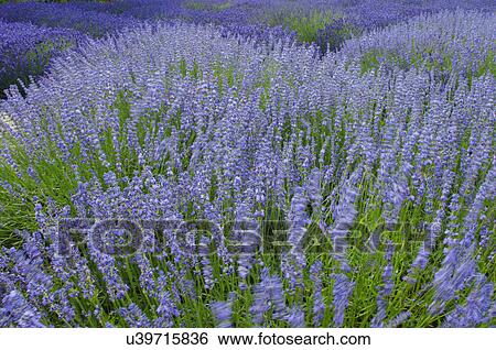 Detail of purple lavender View Large Photo Image Stock Photograph - Detail of purple lavender. Fotosearch