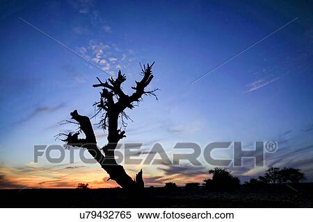 Dry parched tree in a desert landscape at sunset View Large Photo Image Stock Photography - Dry parched tree in a desert landscape at sunset. Fotosearch