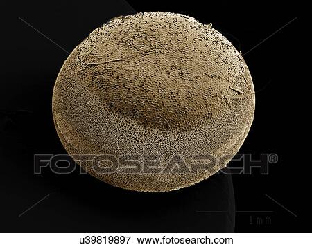 Egg of Silkmoth, Saturniidae SEM View Large Photo Image Stock Photo - Egg of Silkmoth, Saturniidae SEM. Fotosearch